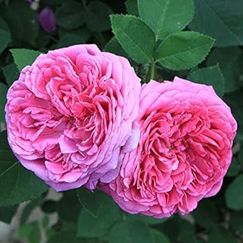 Heirloom Damask Rose Plant Seeds for Planting Non-GMO Garden Seeds Beautiful Flower Seeds for Growing