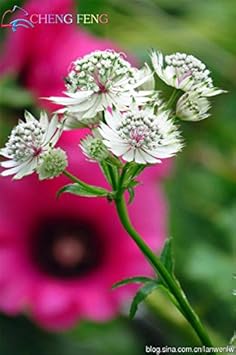 Organic White Astrantia Flower Seeds for Planting – Heirloom, Non-GMO for planting in your garden.