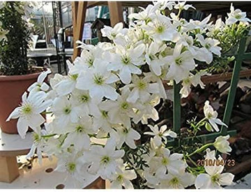 Heirloom Non-GMO White Clematis Flower Seeds for Planting – Climbing Vine Blooms for Trellises