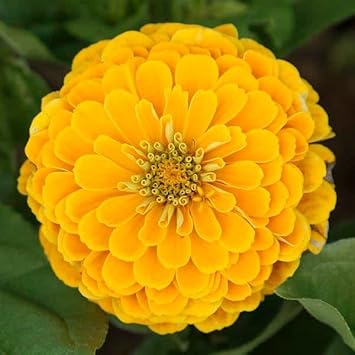 Yellow Zinnia Elegans Flower Seeds for Planting – Bright, Non-GMO, Heirloom Garden Seeds