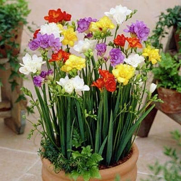 Mixed Color Freesia Flower Seeds â€“ Non-GMO Spring Seeds for Vibrant Garden Blooms