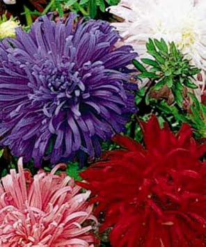 Giant Multi Aster Flower Seeds – Heirloom, Non-GMO Seeds for Planting Colorful Blooms