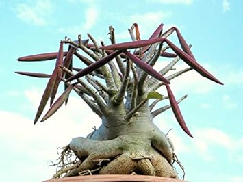 Maroon Adenium Plant Seeds for Planting - NON GMO Seeds