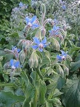 Borage Blue Flower Seeds for Planting ƒ?? Organic, Heirloom, Non-GMO Seeds