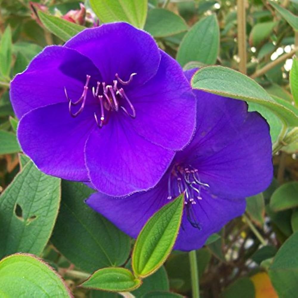Blue Mandevilla Sanderi Flower Seeds for Planting - Heirloom Seeds for Home Garden