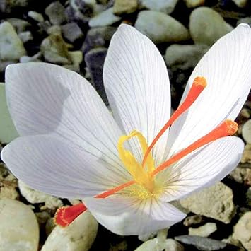 White Crocus Flower Seeds for Planting - 100 pcs