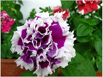 Violet & White Petunia Seeds for Planting - Heirloom, NON-GMO Flower Seeds for Garden Blooms