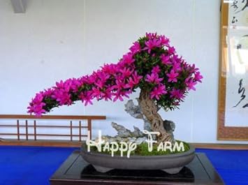 Organic Pink Bonsai Plant Seeds for Planting – Heirloom, Non-GMO