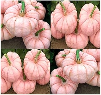 Pink Pumpkin Vegetable Seeds for Planting – Non-GMO, Heirloom Seeds for Your Garden