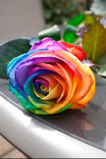 Rainbow Rose Plant Seeds for Garden - Heirloom Non-GMO Seeds for Planting and Growing
