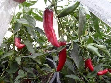 Red Kalocsa Seeds for Planting - 100 Pcs pcs