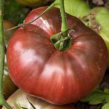 Tomato Seeds for Planting, Purple Red, 100 Pcs pcs