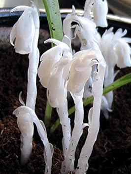 Organic White Pipe Flower Seeds for Planting – Heirloom, Non-GMO