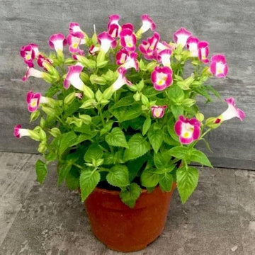Pink Torenia Flower Seeds for Planting - 100 pcs