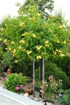 Organic Heirloom Non-GMO Yellow Campsis Radicans Flower Seeds for Planting – Climbing Vine