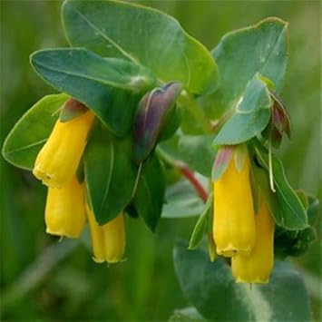 Yellow Cerinthe Flower Seeds for Planting – Organic, Heirloom, Non-GMO Garden Seeds