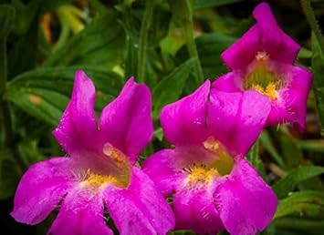Purple Mimulus Lewisii Flower Seeds for Planting - 100 pcs
