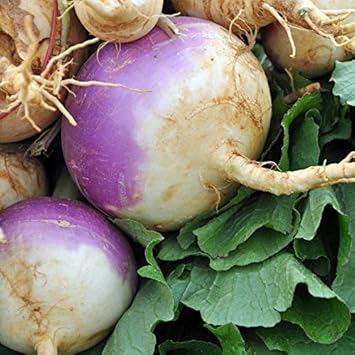 Purple Rutabaga Brassica napus seeds for cool garden planting
