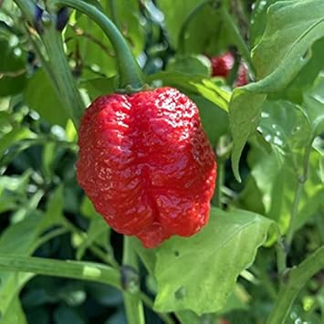 Red Trinidad Vegetable Seeds for Planting - 100 Pcs pcs