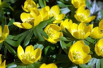 Fresh Winterling Flower Seeds for Planting - 100 pcs