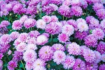 Violet White Chrysanthemum Flower Seeds for Planting - NON GMO Seeds