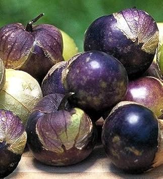 Purple Tomatillo Seeds for Planting heirloom & Non-GMO Seeds