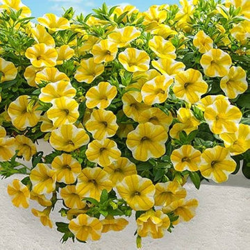 White Yellow Calibrachoa Seeds for Planting ƒ?? Organic, Heirloom, Non-GMO