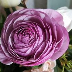 Violet Ranunculus Flower Seeds for Planting – Heirloom Non-GMO Seeds