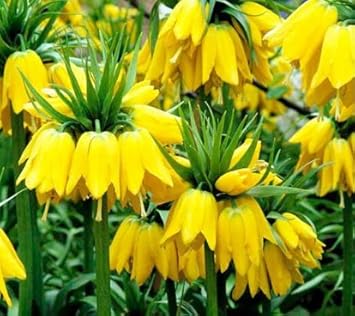 Yellow Imperial Crown Flower Seeds for Planting – 100 pcs