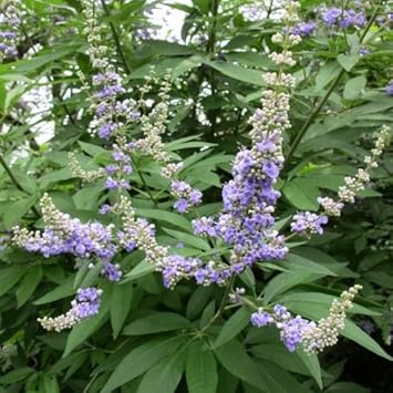 Vitex Agnus Plant Seeds for Planting â€“ NON GMO Seeds
