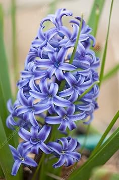 Purple Hyacinthus Orientalis Flower Seeds for Planting NON GMO Seeds