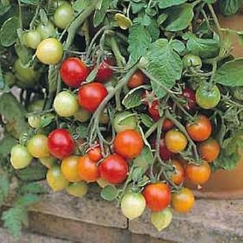 Red Tumbler Tomato Vegetable Seeds for Planting heirloom & Non-GMO Seeds
