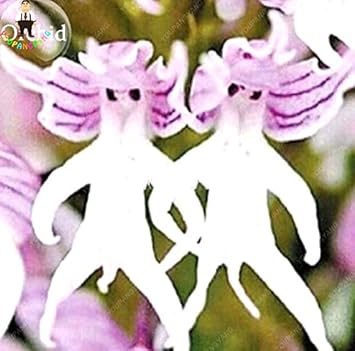 White Man Orchid Seeds for Planting | Organic, Heirloom, Non-GMO Flower Seeds