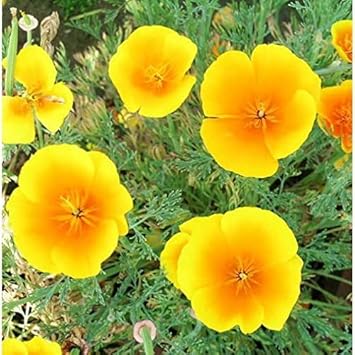 California Flower Seeds for Planting - 100 pcs