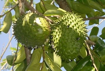 Guanabana Fruit Seed Collection for Tropical Delight 100 Pcs pcs
