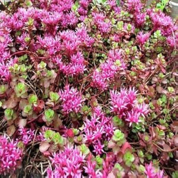 Pink Sedum Flower Seeds for Planting â€“ NON GMO Seeds