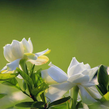 Green White Gardenia Flower Seeds for Planting | Heirloom, Non-GMO, Organic Seeds