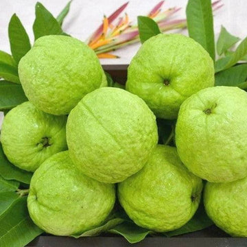 Allahabad Guava Fruit Seeds for Planting – Heirloom, Non-GMO Seeds for Sweet, Aromatic Tropical Harvests
