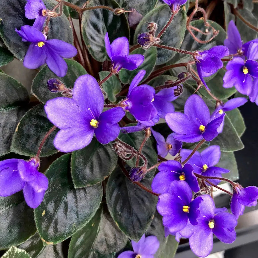 Heirloom Non-GMO Saintpaulia Flower Seeds for Planting – African Violet Garden Seeds - Non-GMO for planting in home garden