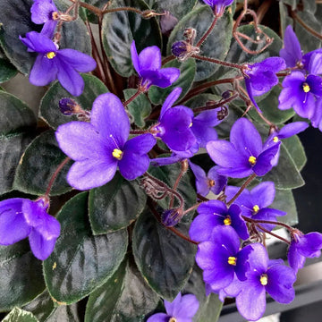Heirloom Non-GMO Saintpaulia Flower Seeds for Planting – African Violet Garden Seeds