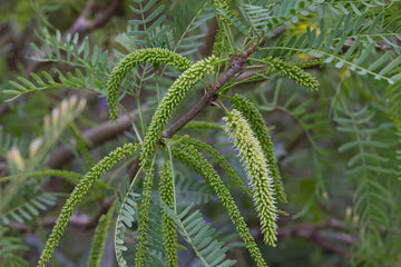 Prosopis Glandulosa Herb Seeds