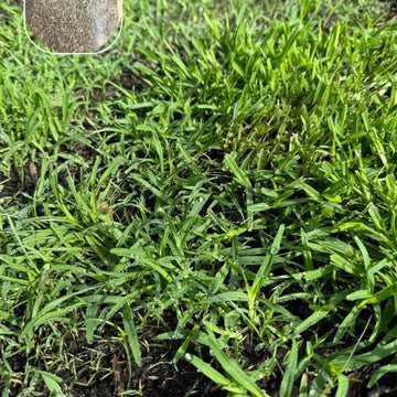 Zoysia Zenith Grass Seed – Premium Drought-Resistant Lawn Seed for a Lush, Low-Maintenance Yard