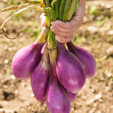 Tropeana Lunga Heirloom Onion Vegetable Seeds