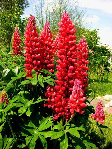 Heirloom Non-GMO Russell Flower Seeds for Planting – Colorful Lupine Blooms for Cottage and Wildflower Gardens