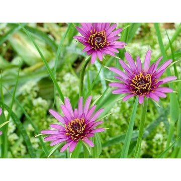 Salsify Edible Flower Seeds for Planting – Heirloom, Non-GMO Flower Seeds