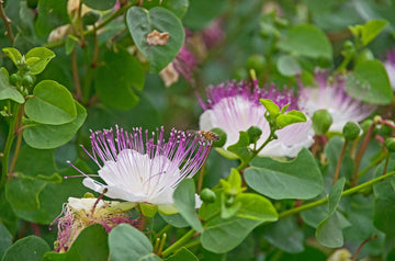 Blue Caper Flower Seeds for Planting - 100 pcs