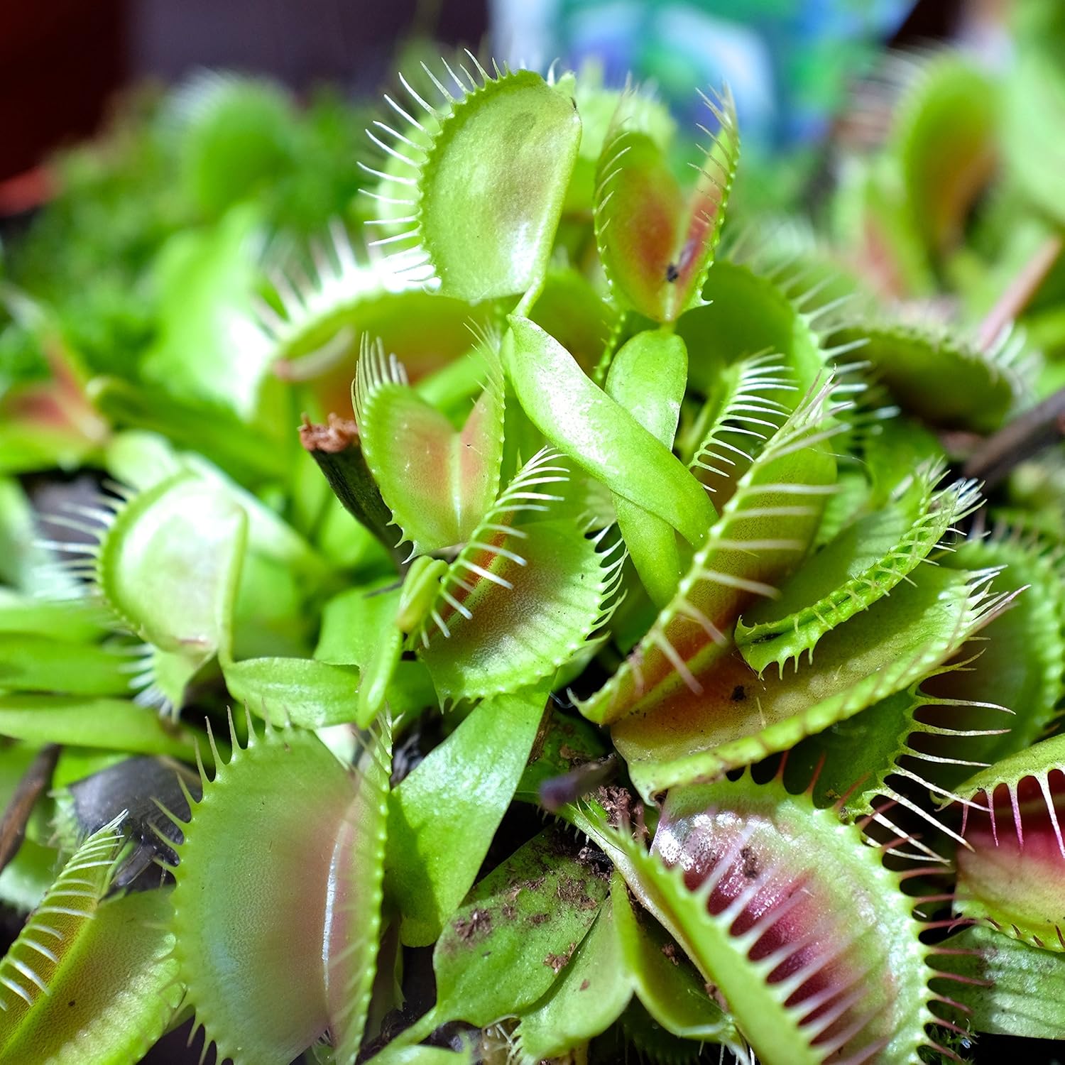 Heirloom Non-GMO Venus Fly Trap Flower Seeds for Carnivorous Indoor and Terrarium Planting seeds for planting in home garden