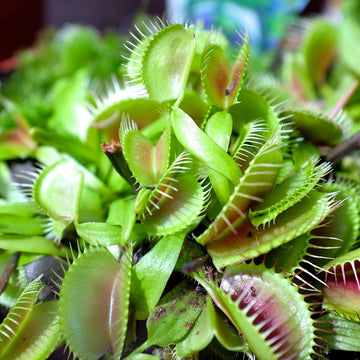Heirloom Non-GMO Venus Fly Trap Flower Seeds for Carnivorous Indoor and Terrarium Planting