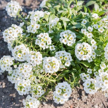 Heirloom Non-GMO Lobularia Flower Seeds for Fragrant Ground Cover and Cottage Garden Planting
