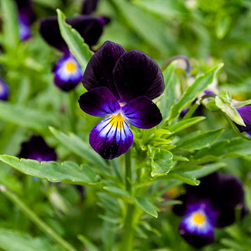 Violet Pansy Seeds – Non-GMO Flower Seeds for Garden Planting
